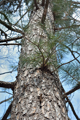 a picture of the trunk of the tree