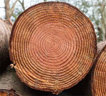 growth rings of a cut log