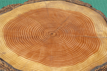 growth rings of a cut log