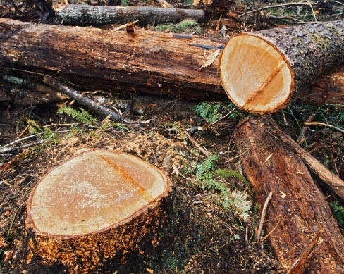 transverse cut of a tree