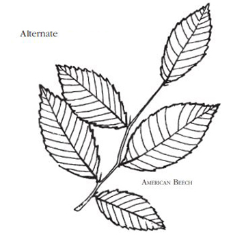 Alternate arranged leaves