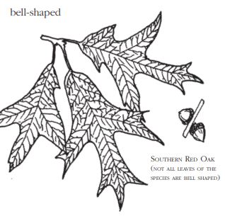 bell shapes leaves