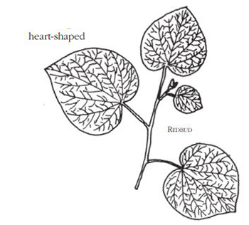 Heart shaped leaves