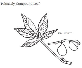 Twice Palmately Compound Leaf