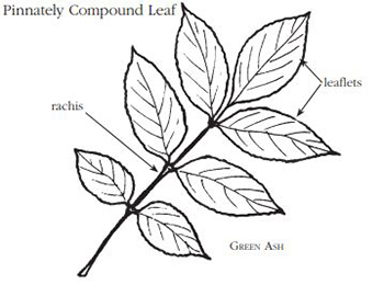 Pinnately Compound leaf