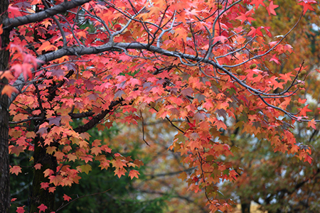 red maple tree