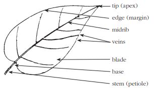 Simple leaf