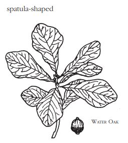 spatula shaped leaves