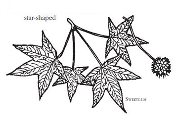 star shaped leaves