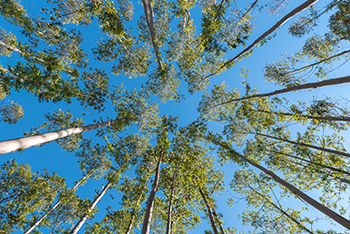 a view looking directly up through the canopy of some trees