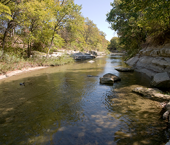 a creek running through a forest