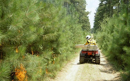 a burn line or trail cut between two patches of trees. a person on an all-terrain vehicle starting a prescribed burn