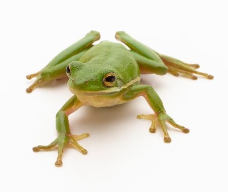 frog