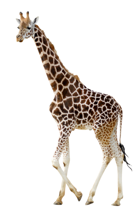 giraffe