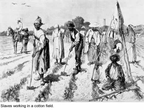 Slaves working in a cotton field.