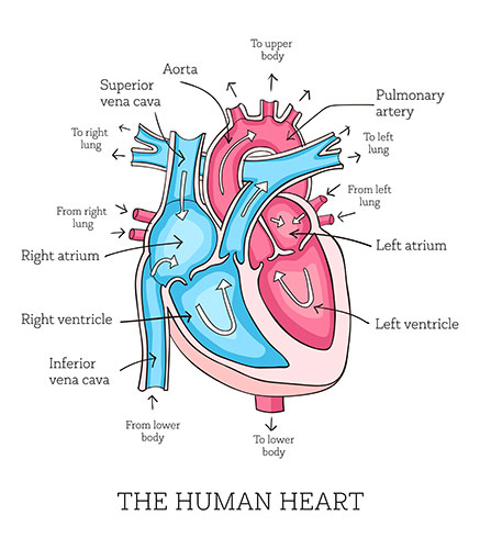 diagram of the human heart