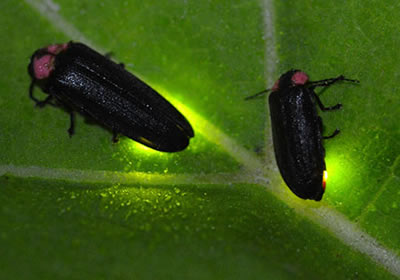 fireflys glowing on a leaf