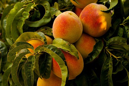 peaches on a peach tree