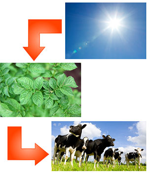 sun with an arrow to grass with an arrow to cows in a pasture