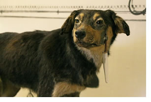 "Image of a dog with a saliva catch container hanging from its mouth"