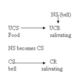 Classical Conditioning Flow Chart