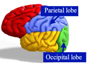 "Diagram of the brain, pointing to the parietal lobe and the occipital lobe described in the content"