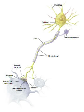 "Image of a diagram of the three parts of a neuron described in the content"