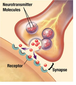 "Image of a diagram of neurotransmitters described in the content"