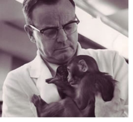 "Image of Harry Harlow holding a monkey"