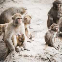 "Image of a group of monkeys"