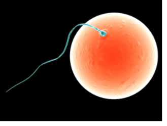 "Image of a sperm implanting an egg"