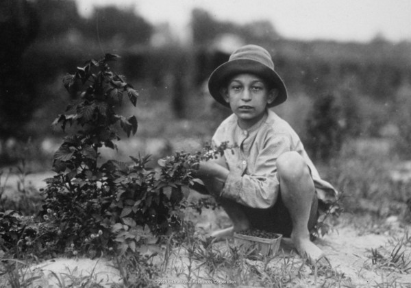 Entire immigrant families worked in fields