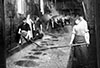 Wokers in a Chicago Meat Packing Plant, 1905