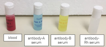 A small red bottle labeled blood, a blue bottle labeled antibody-A serum, a yellow bottle labeled antibody-B serum, and a clear bottle labeled antibody-Rh serum,