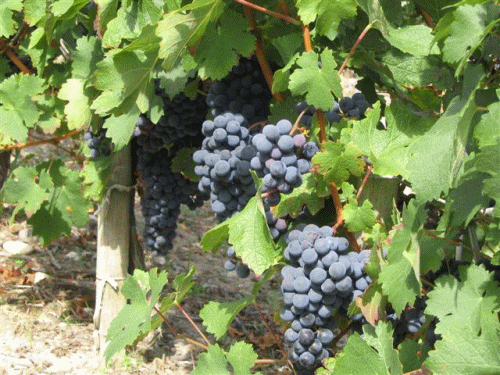 Grapes in Vineyard